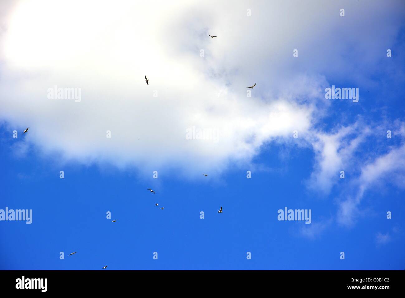 Blue sky with clouds and birds flying away Stock Photo - Alamy