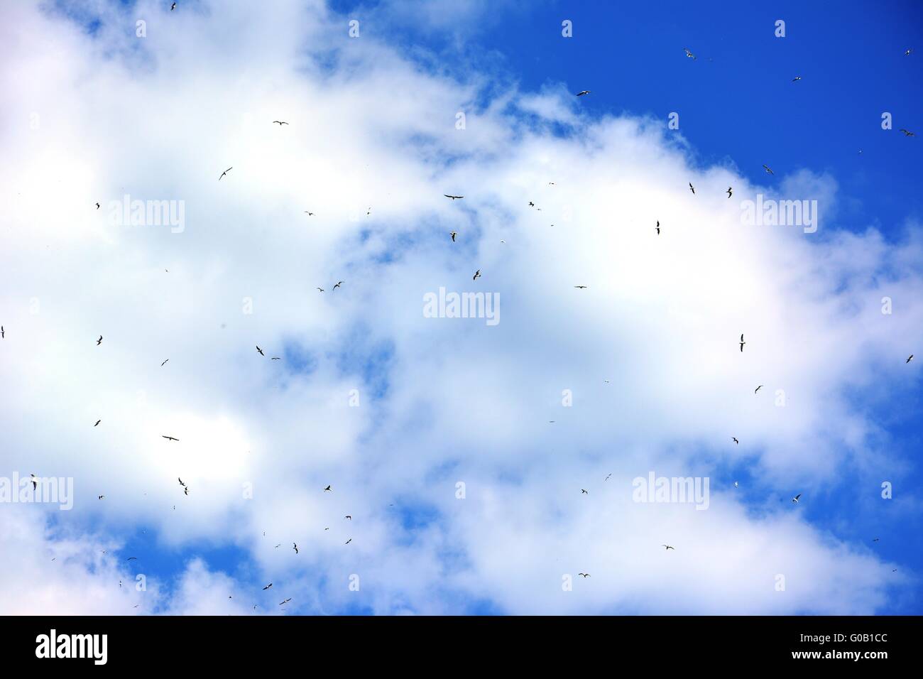Blue sky with clouds and birds flying away Stock Photo - Alamy