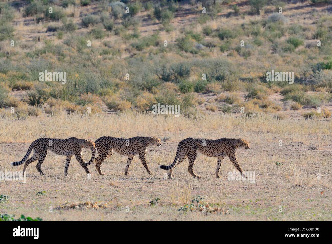 Cheetahs (Acinonyx jubatus), walking in single file, on dry grass,Kgalagadi Transfrontier Park,Northern Cape,South Africa,Africa Stock Photo