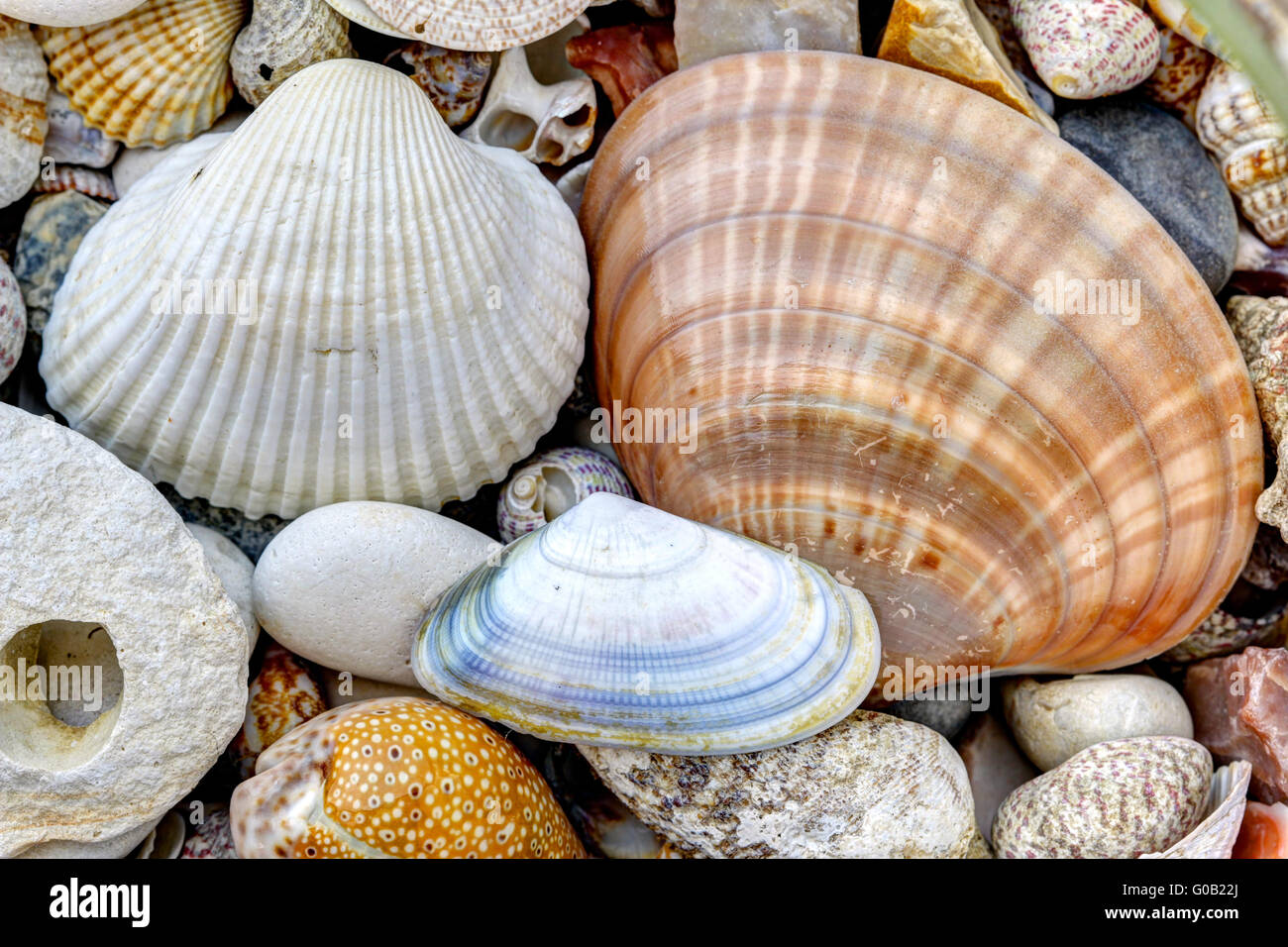 Pebble stones and scallops and shells Stock Photo