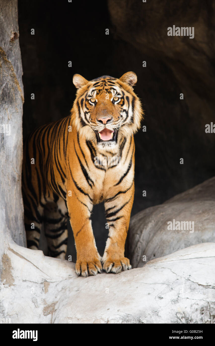 Tiger standing in front of his shelter, Sri Racha Tiger Zoo, Bang Saen Province, Thailand. Stock Photo