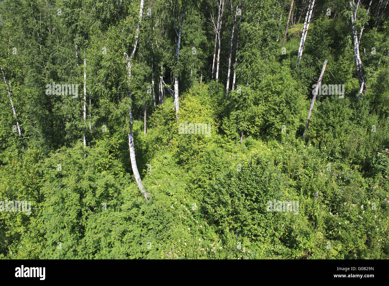 Beautiful summer forest in the Altai Mountains. Stock Photo