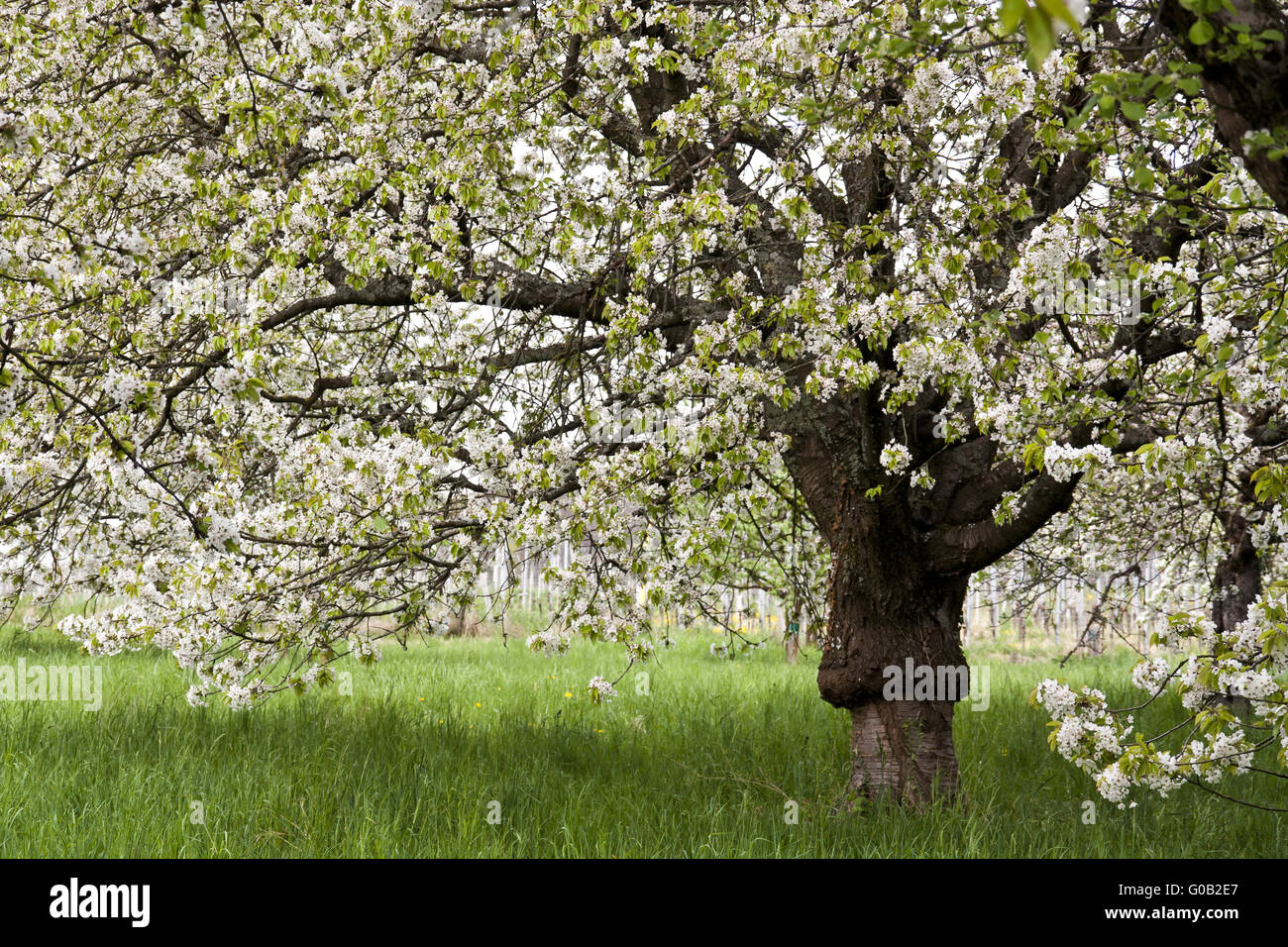 Cherry trees fruits hi-res stock photography and images - Alamy