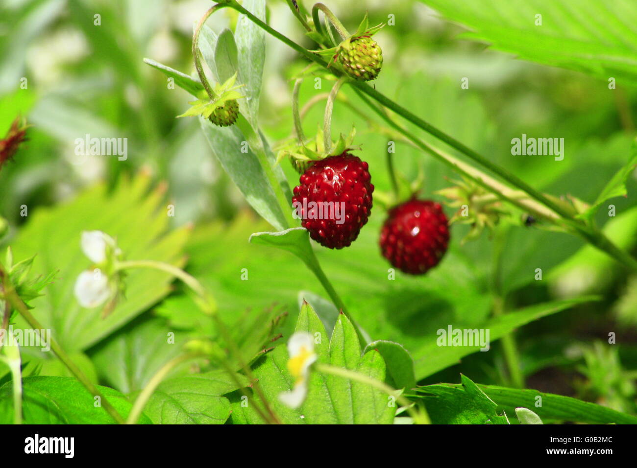 Tyrolean woodland strawberry Stock Photo