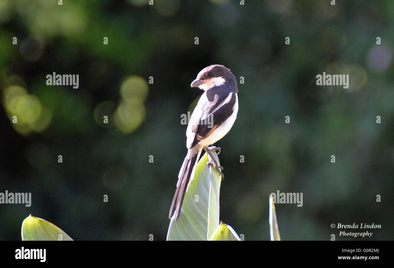 Male fiscal shrike (aka butcher bird, jacky hangman) Stock Photo