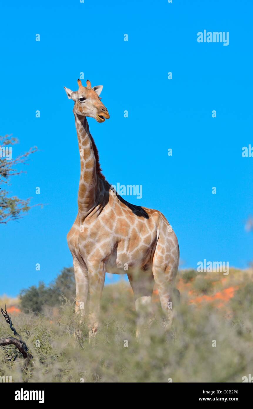 Giraffe (Giraffa camelopardalis), adult female, looking around, Kgalagadi Transfrontier Park, Northern Cape, South Africa,Africa Stock Photo