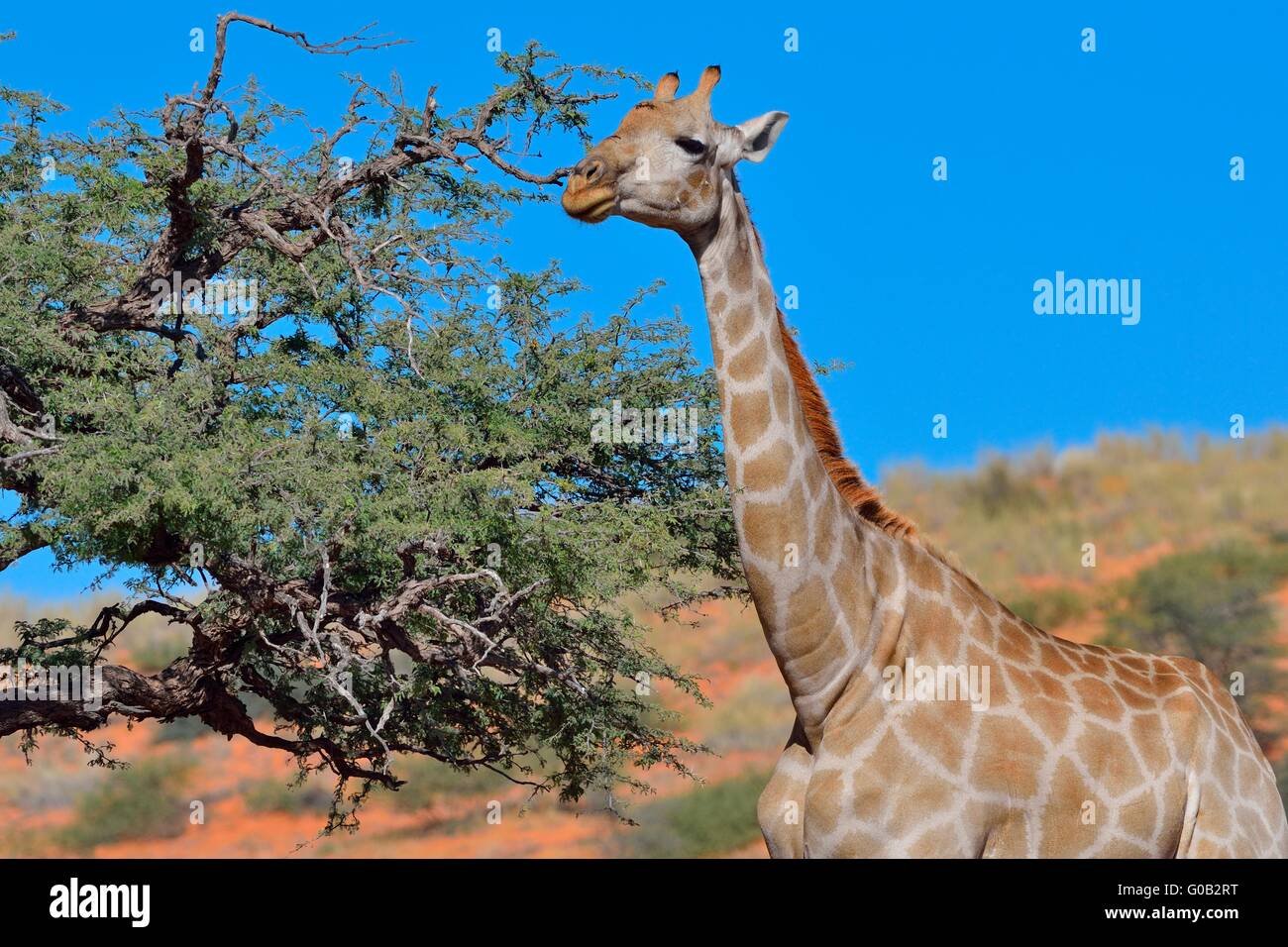 Giraffe Giraffa Camelopardalis Adult Female Feeding On An Acacia Treekgalagadi Transfrontier 7404