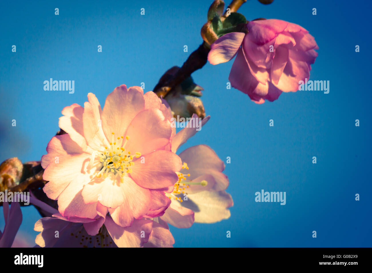 Kirschblüte japan hi-res stock photography and images - Alamy
