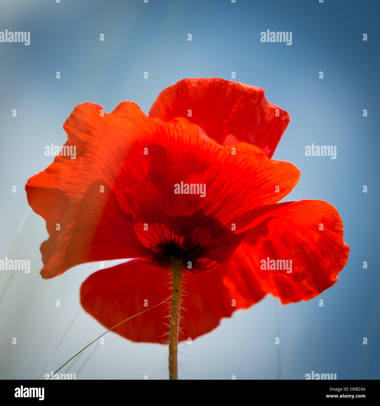 Red Poppy with blue sky Stock Photo - Alamy