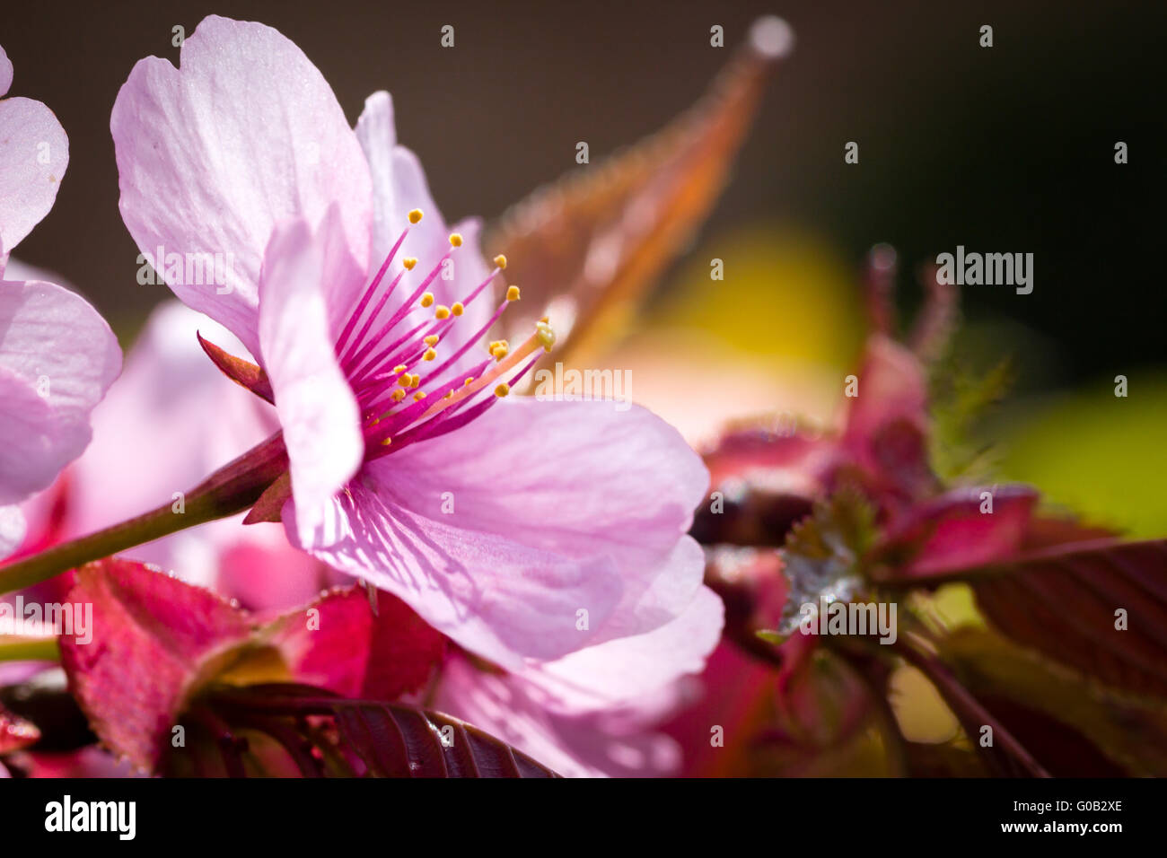 Kirschblüte japan hi-res stock photography and images - Alamy