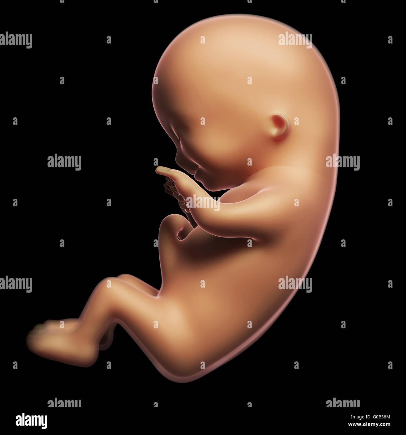 3 Month Fetus High Resolution Stock Photography And Images Alamy