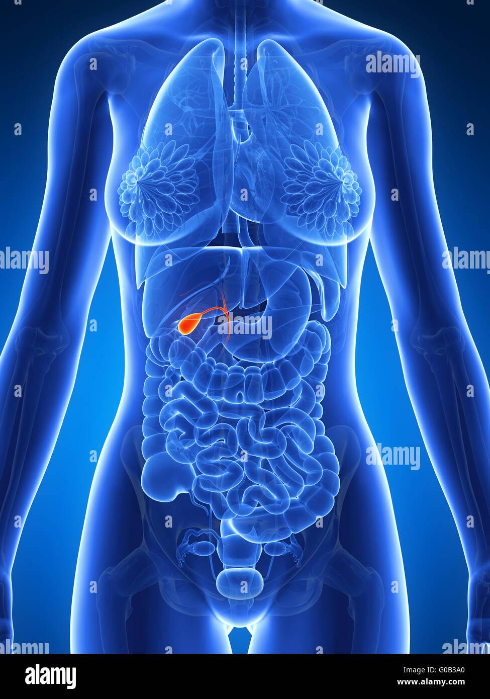 3d rendered illustration of the female anatomy gallbladder Stock