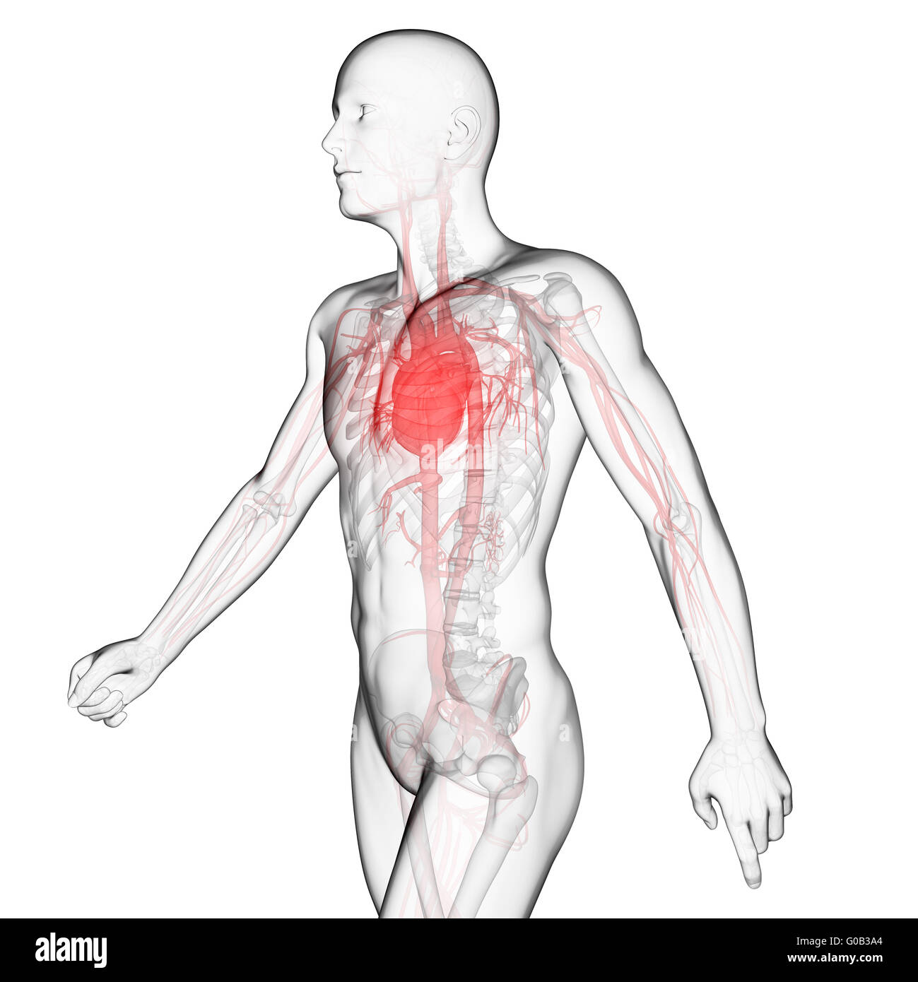 3d rendered illustration of the vascular system Stock Photo