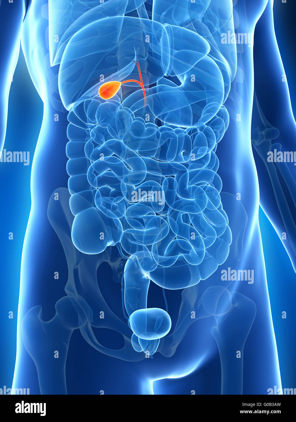 Healthy gallbladder hires stock photography and images Alamy