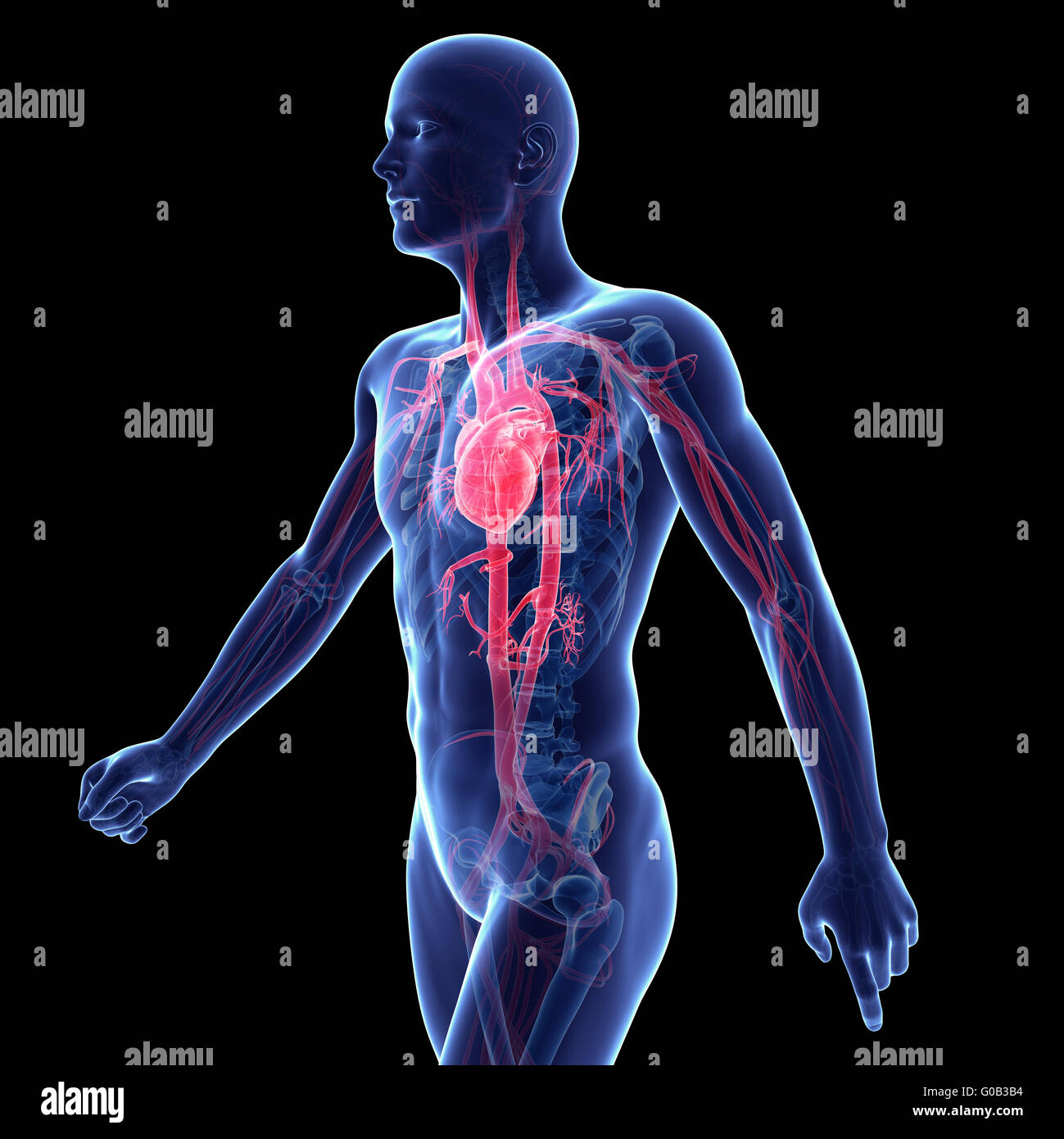 3d rendered illustration of the vascular system Stock Photo - Alamy