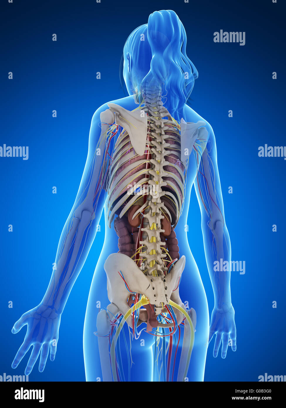 3d rendered illustration of the female anatomy Stock Photo Alamy
