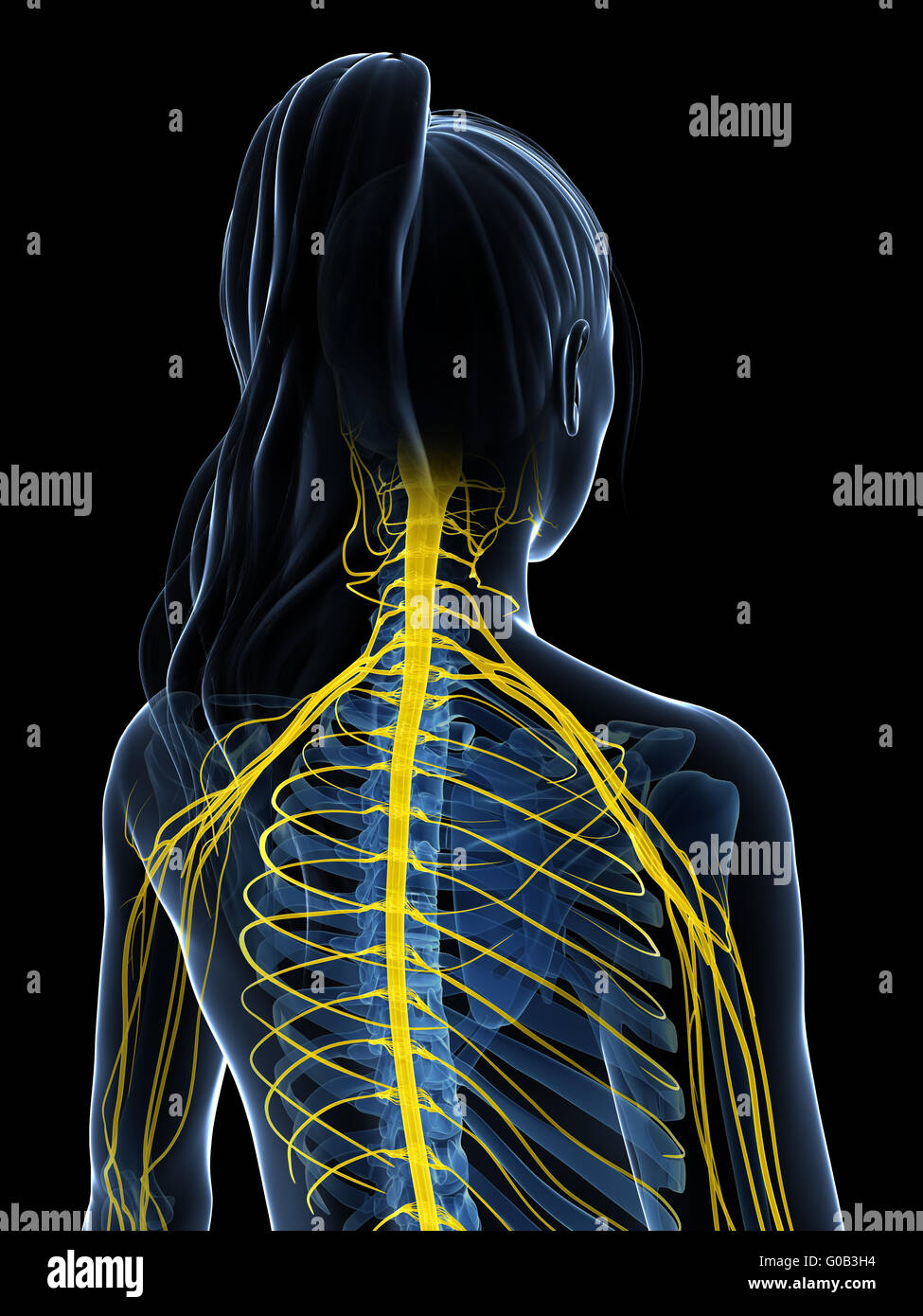 3d rendered illustration of the female nervous system Stock Photo