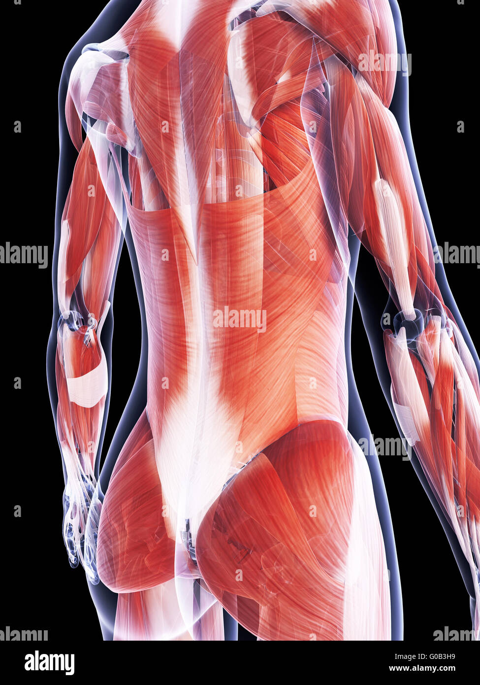 3d rendered illustration of the female muscle system Stock Photo