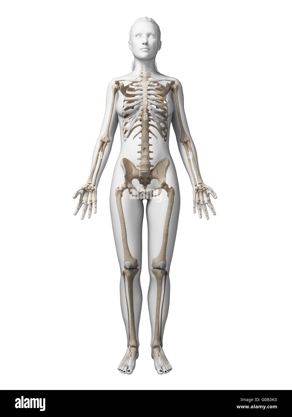 Female skeleton 3d Cut Out Stock Images & Pictures - Alamy