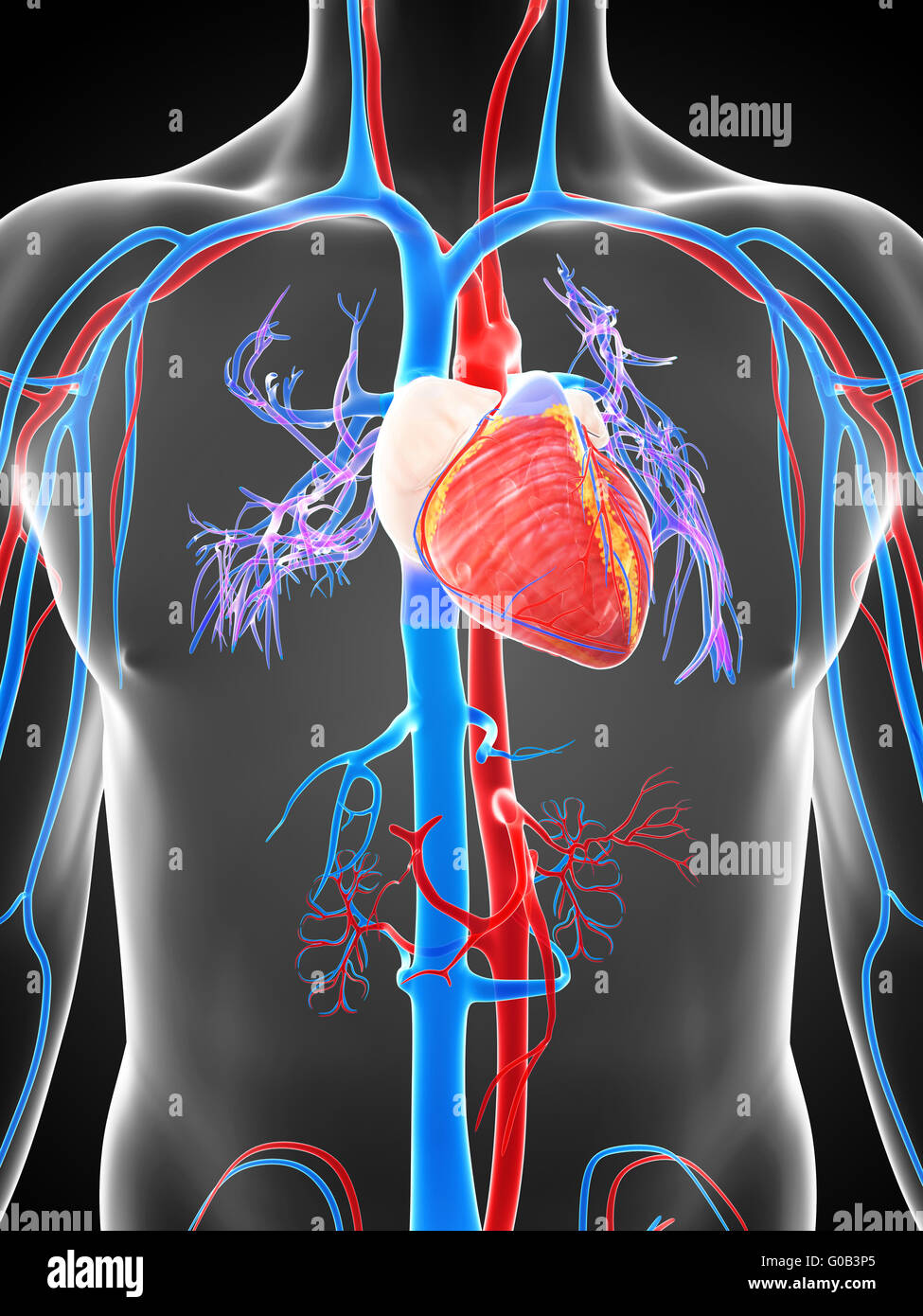 3d rendered illustration of the human vascular system Stock Photo - Alamy