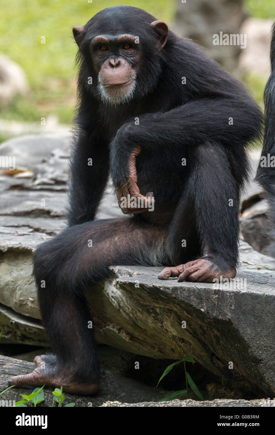 A young male chimpanzee (Pan troglodytes) sitting, staring at the camera. Stock Photo