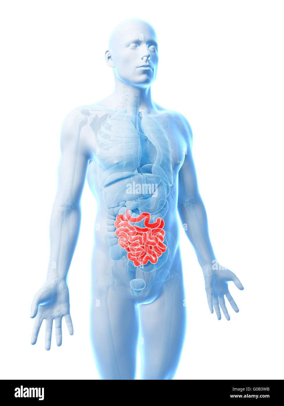 3d rendered illustration of the small intestine Stock Photo