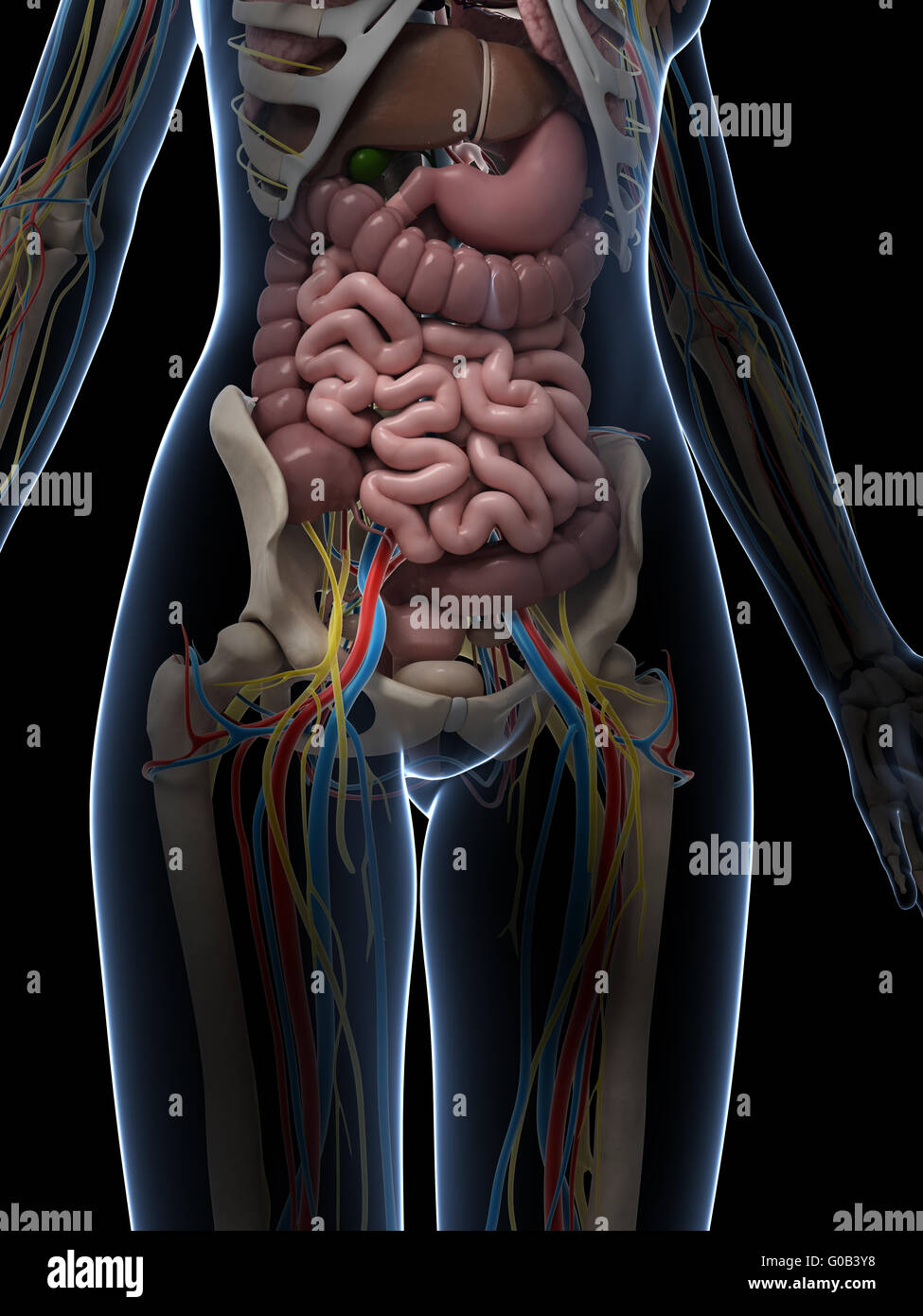 dog anatomy internal organs