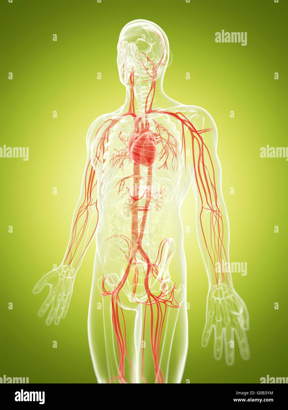 3d rendered illustration of the vascular system Stock Photo Alamy