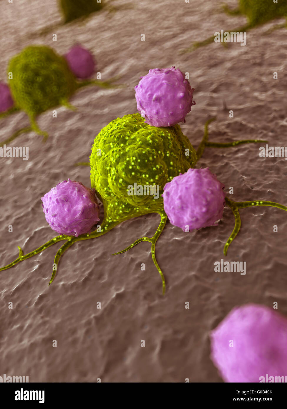 3d rendered illustration of leukocytes attacking a cancer cell Stock ...