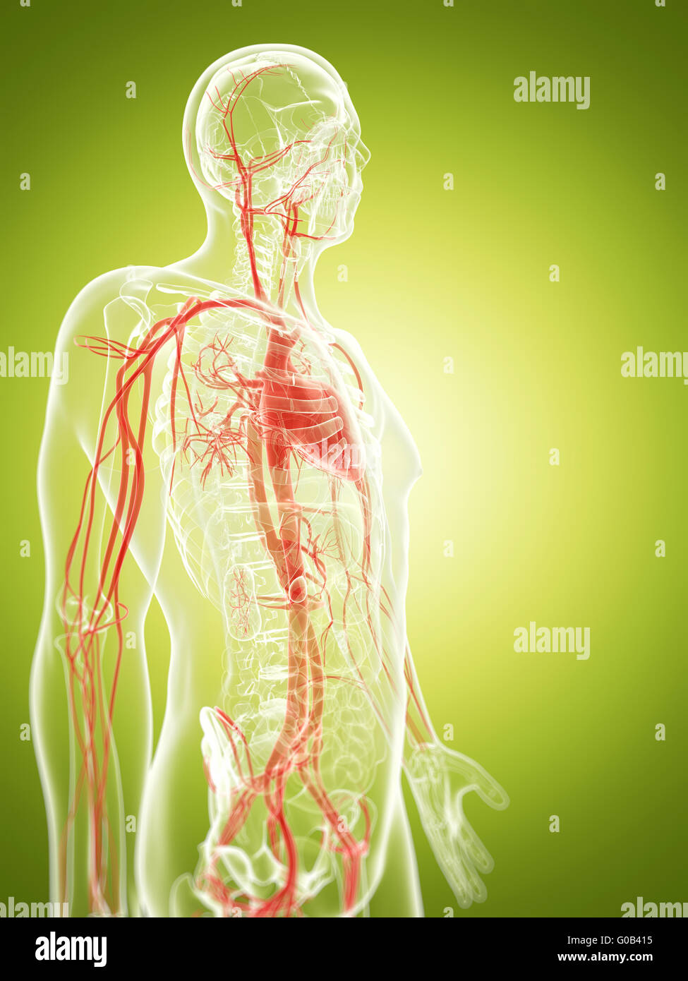 3d rendered illustration of the vascular system Stock Photo Alamy