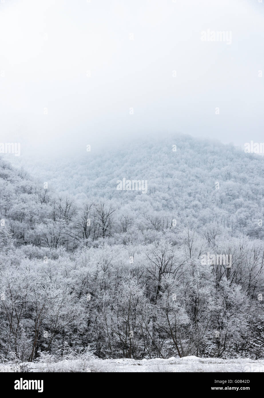 top of mountains covered with snow-covered pine forest in the fog Stock ...