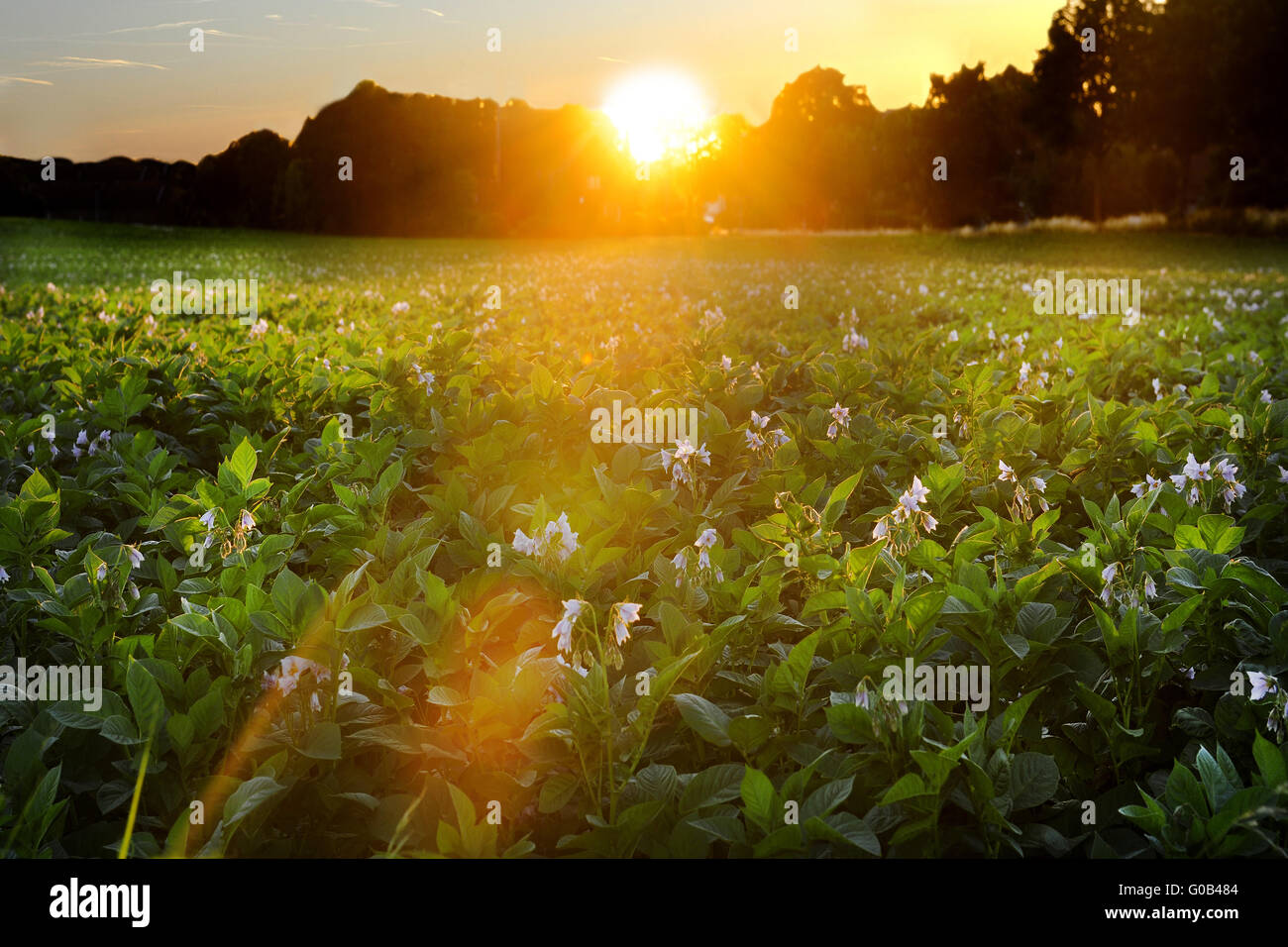 Kartoffel erde hi-res stock photography and images - Alamy