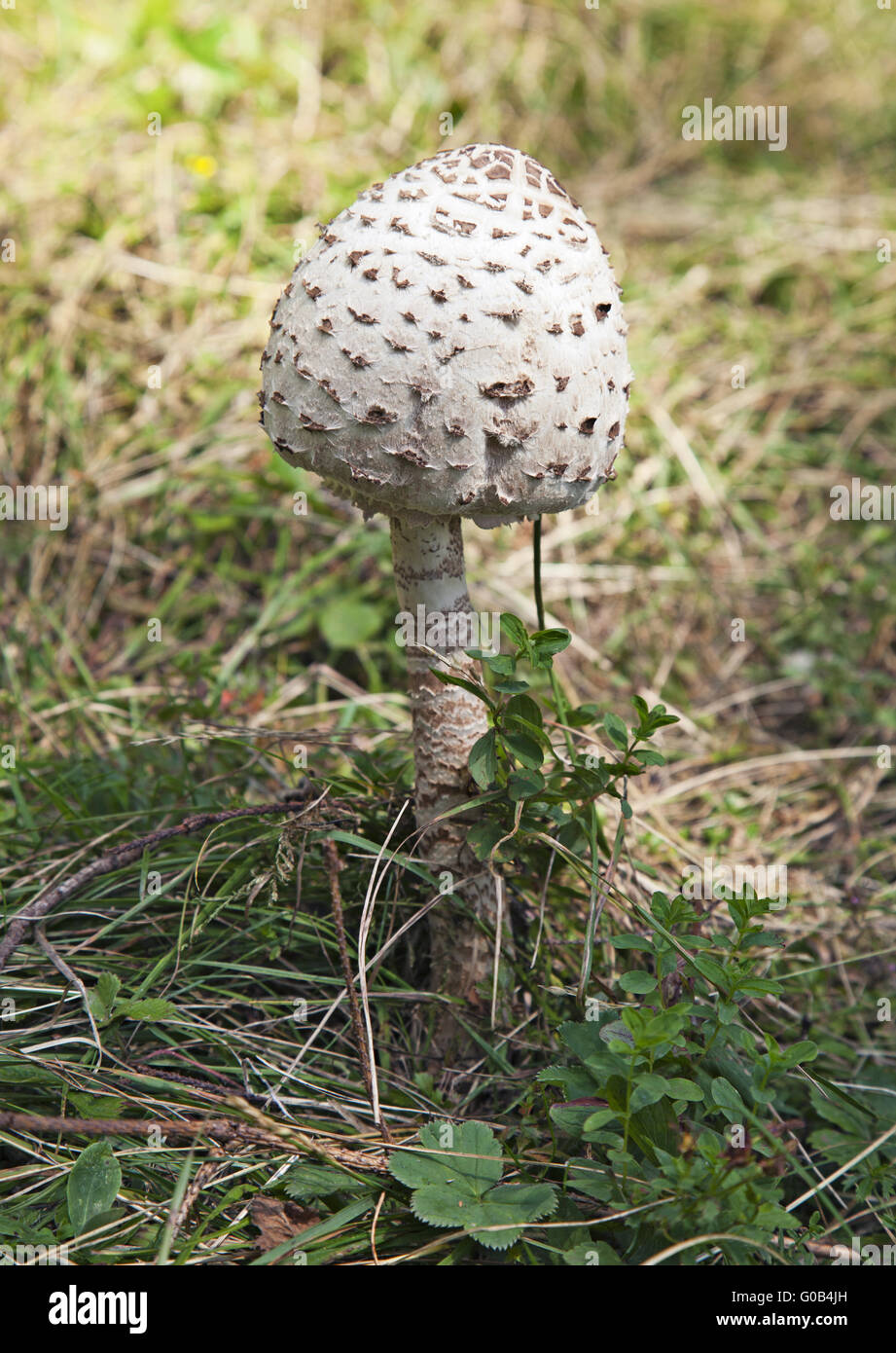Poisonous mushroom white head in hi-res stock photography and