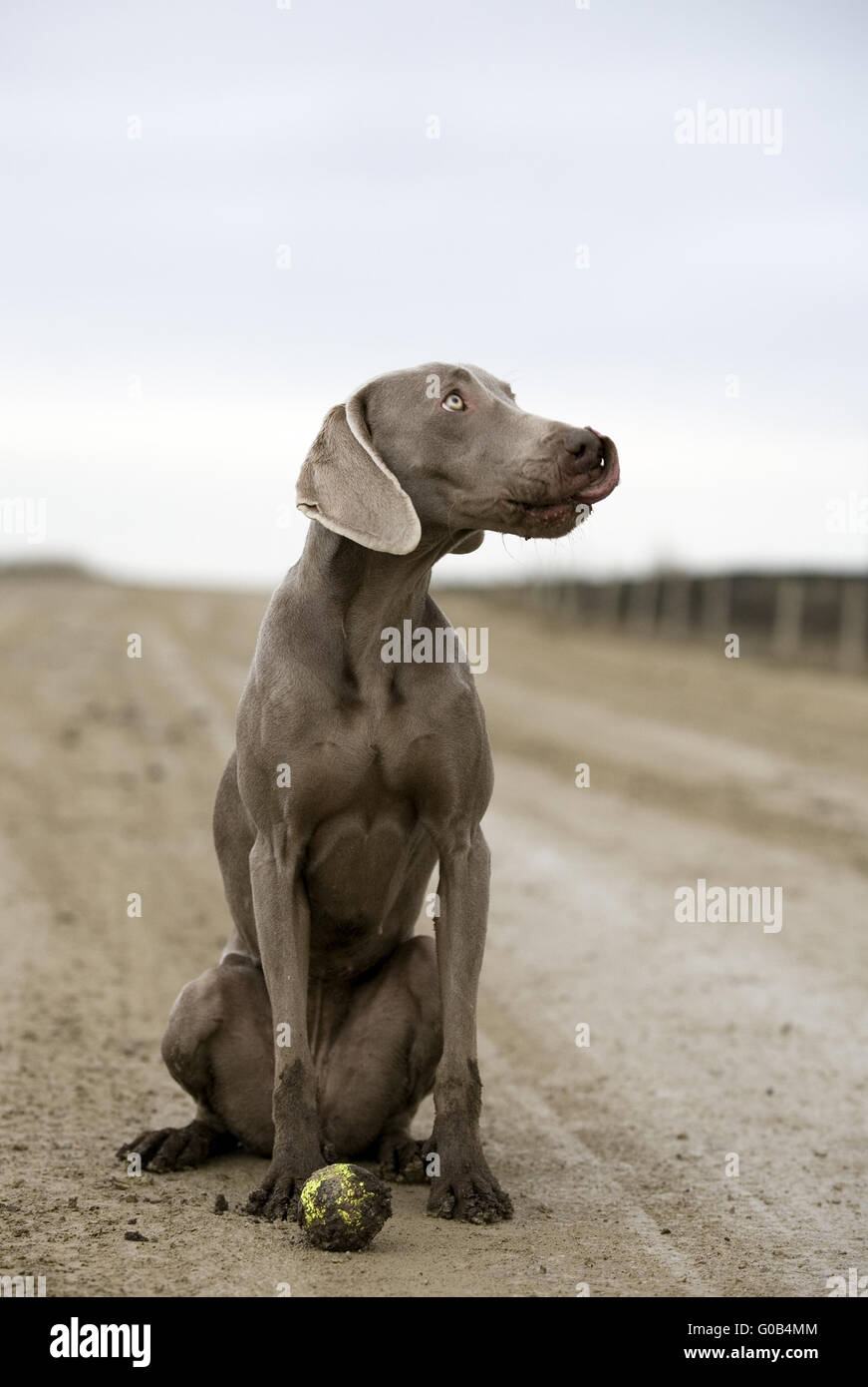 weimaraner dog plays with a ball in mud Stock Photo
