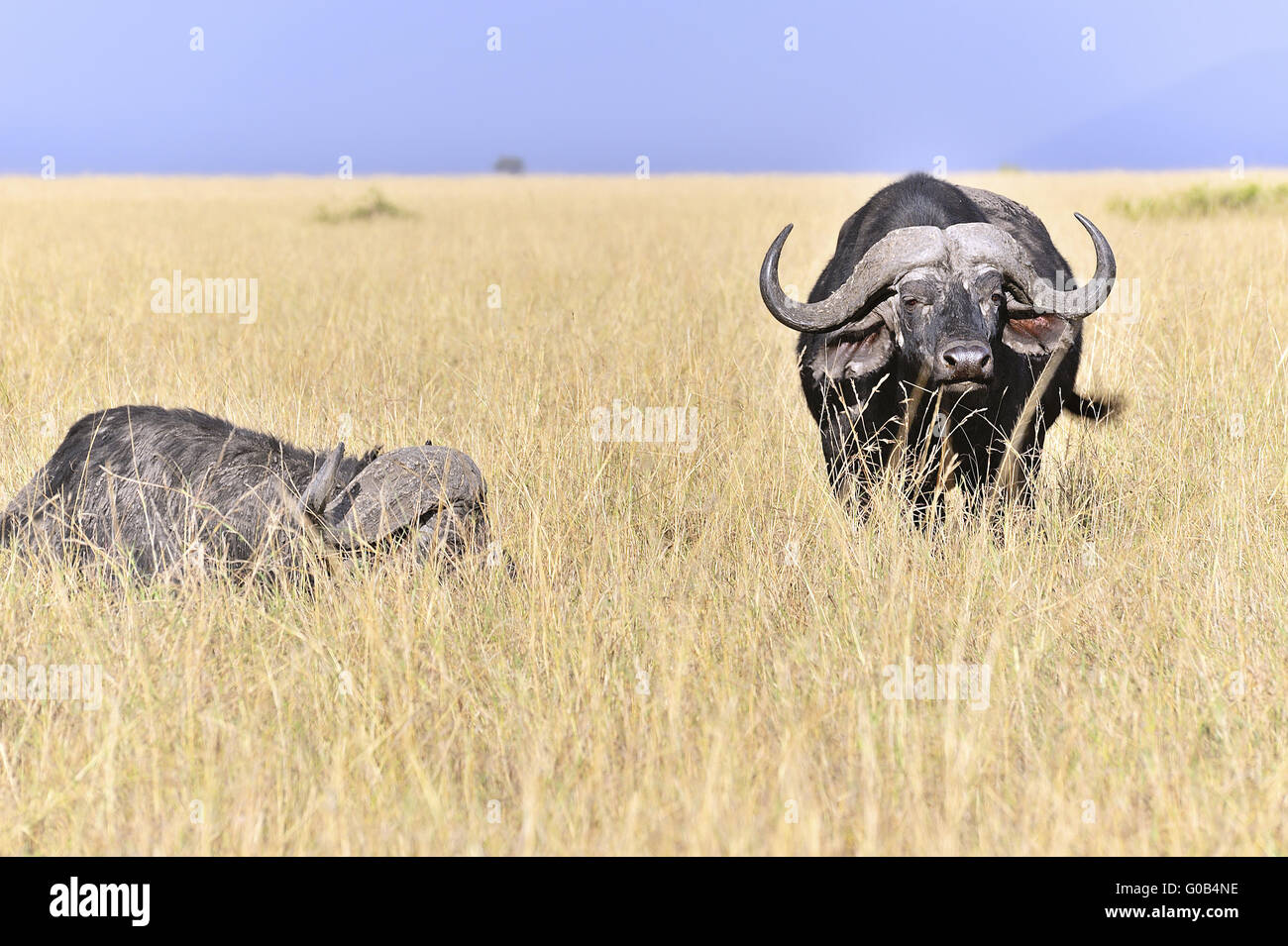 Buffalos hiding in the high grass of Masai Mara Stock Photo