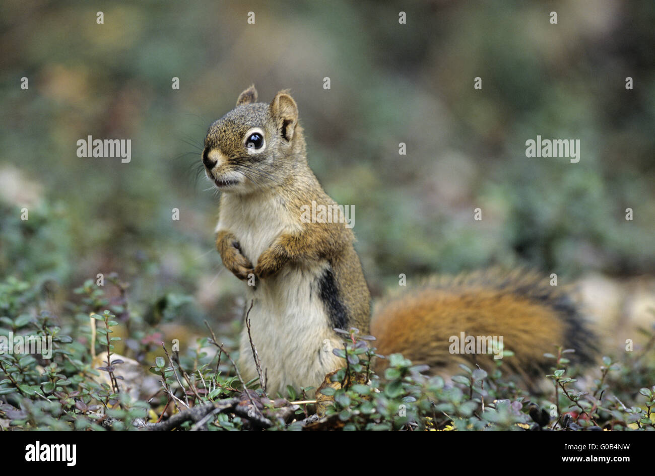 American Red Squirrel foraging on the forest floor Stock Photo