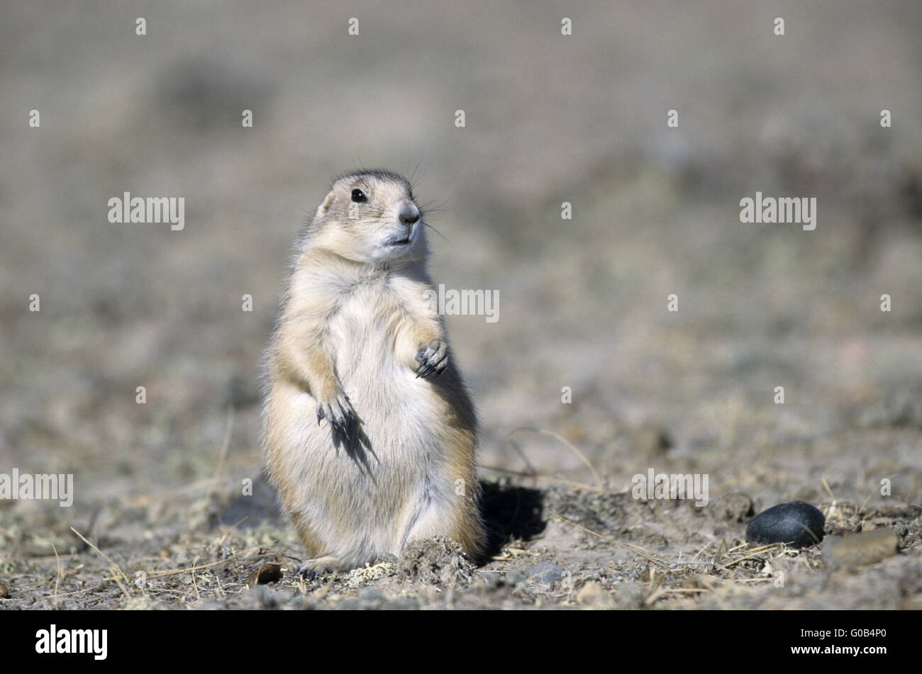 Black-tailed Prairie Dog looking to the photograph Stock Photo