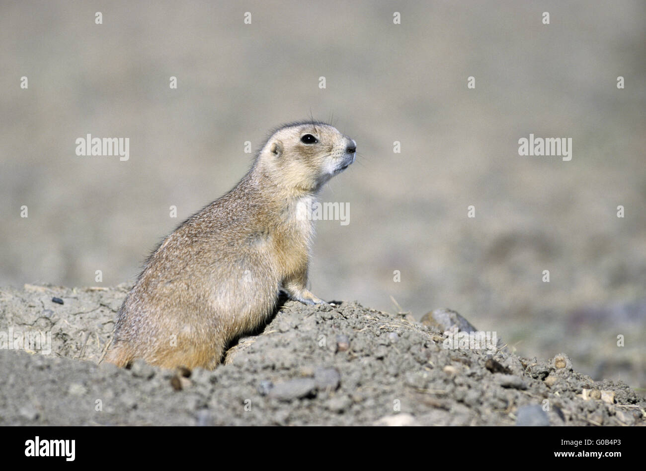 Black-tailed Prairie Dog at the entrance of den Stock Photo