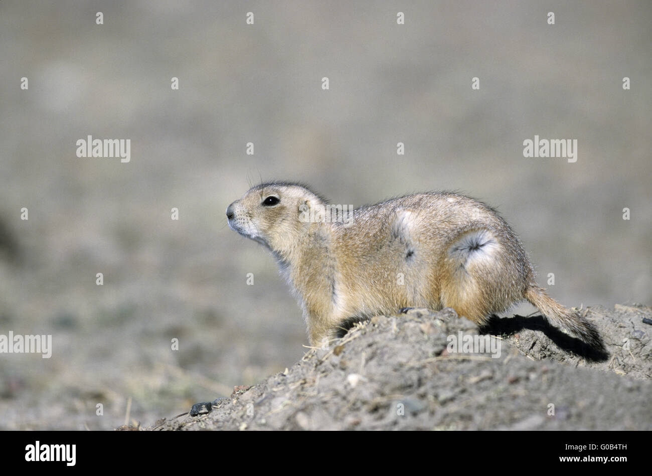 Black-tailed Prairie Dog at the entrance of den Stock Photo