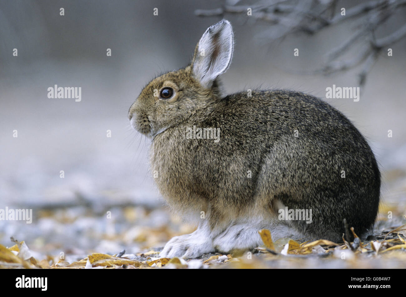 Snowshoe Hare resting under a willow tree Stock Photo
