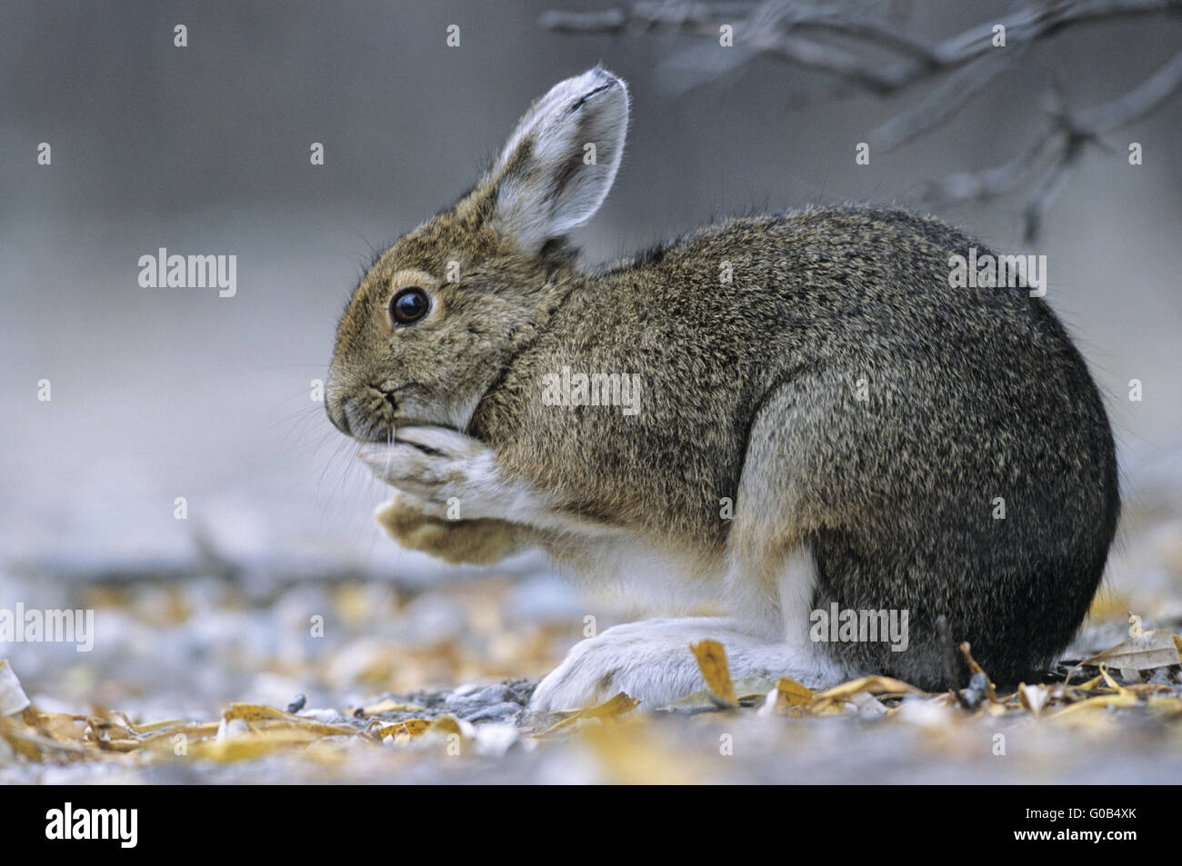 Snowshoe Hare grooming under a willow tree Stock Photo