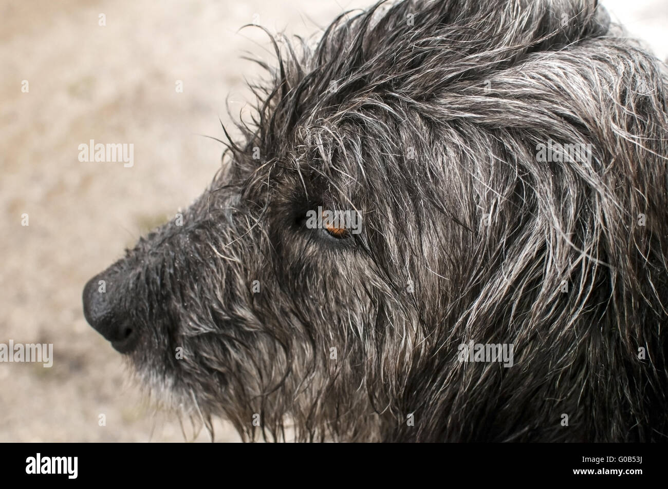 Shaggy dog head wet by rain closeup Stock Photo Alamy