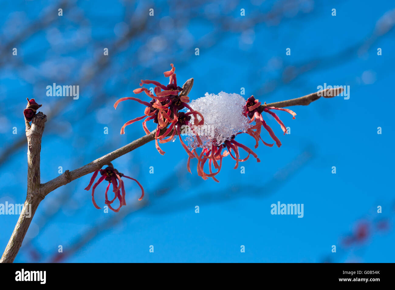 blossom of a red which-hazel with ice-crystalls Stock Photo