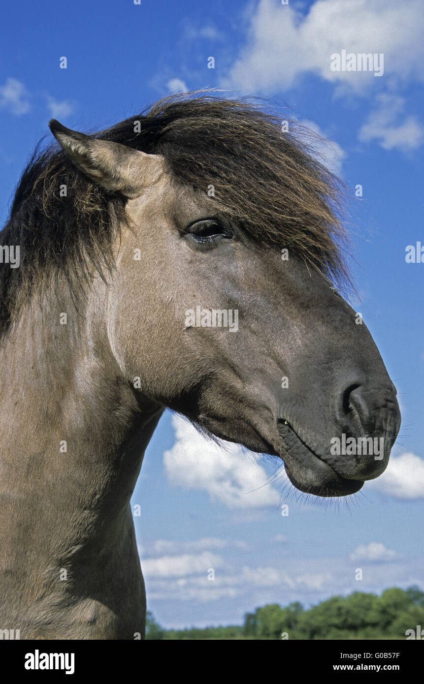 Heck Horse portrait of a stallion Stock Photo