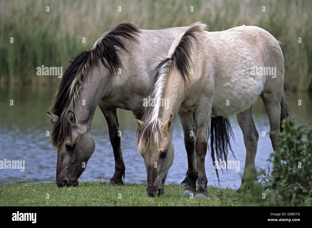 Heck Horse stallions grazing at pondside Stock Photo