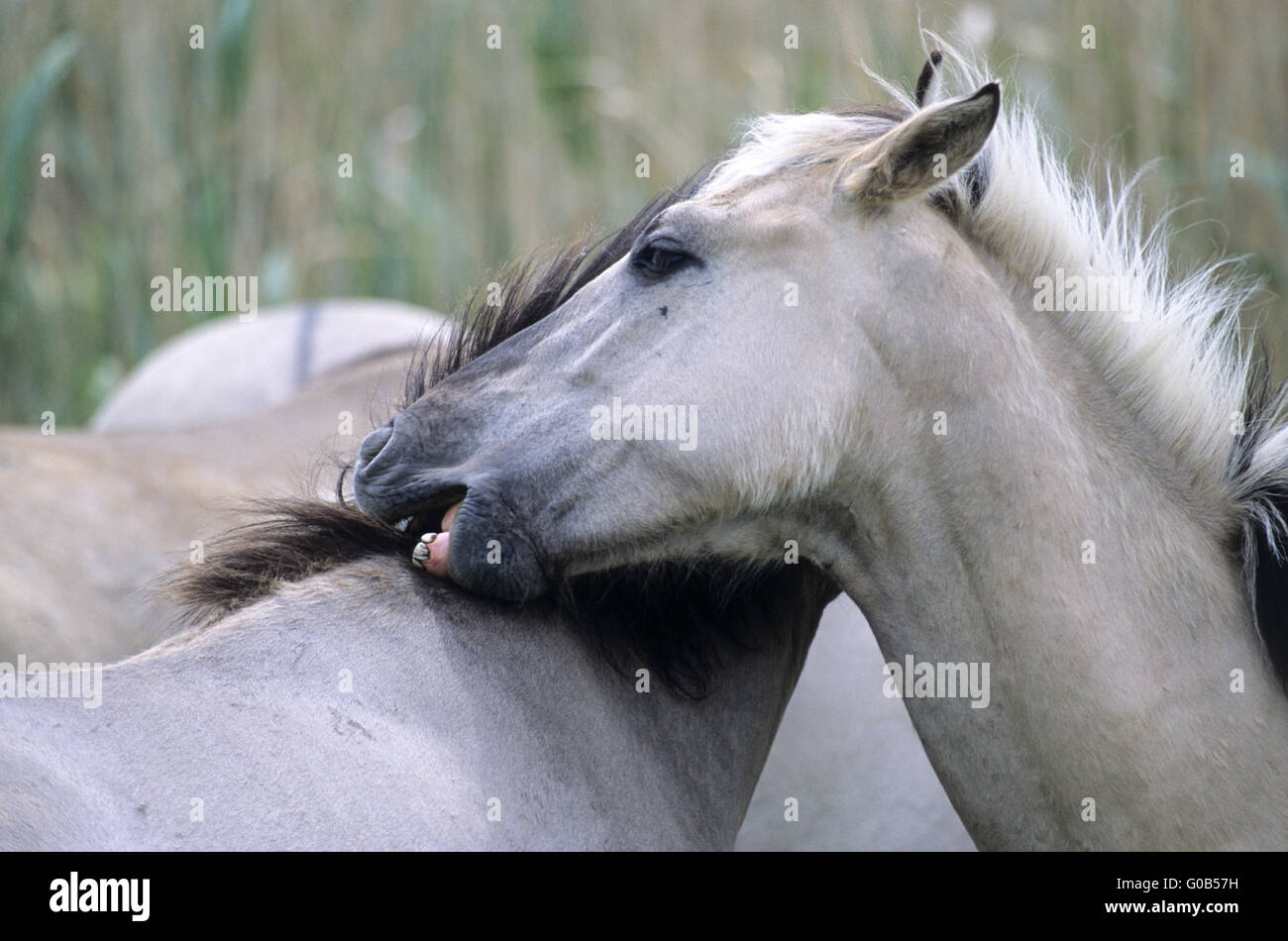 Heck Horse stallions grooming each other Stock Photo