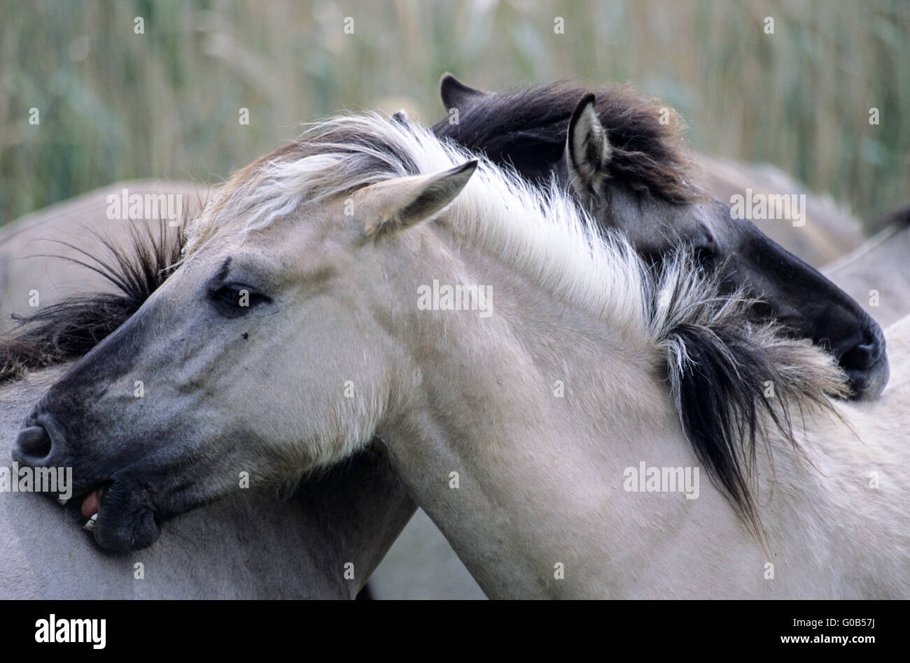 Heck Horse stallions grooming each other Stock Photo