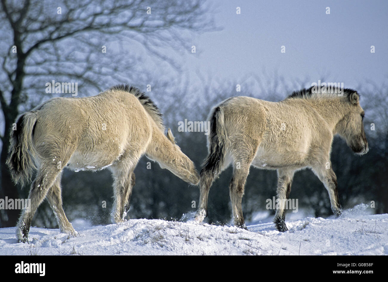 Heck Horse foal biting playfully in the tail Stock Photo Alamy