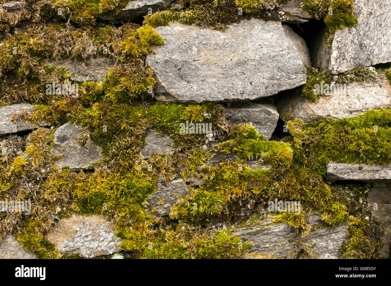 Moss surface hi-res stock photography and images - Alamy