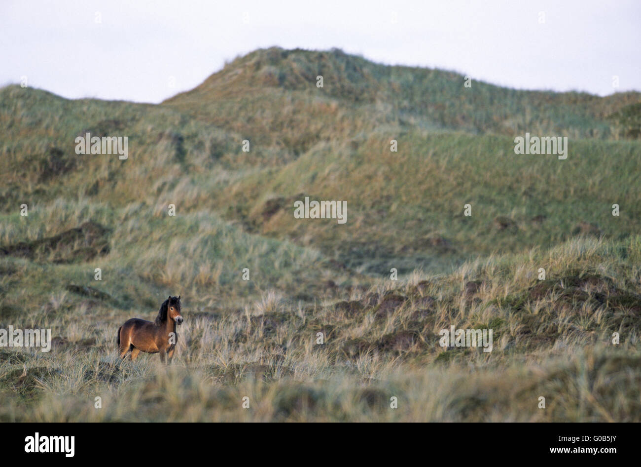 Young Exmoor Pony stallion standing in dunes Stock Photo